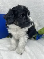 Julius, a male Papillon and Poodle - Miniature  for sale in Jefferson, OH – Photo 7 of 7