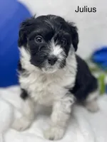 Julius, a male Papillon and Poodle - Miniature  for sale in Jefferson, OH – Photo 4 of 7