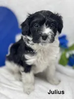 Julius, a male Papillon and Poodle - Miniature  for sale in Jefferson, OH – Photo 3 of 7