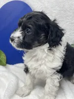 Julius, a male Papillon and Poodle - Miniature  for sale in Jefferson, OH – Photo 5 of 7