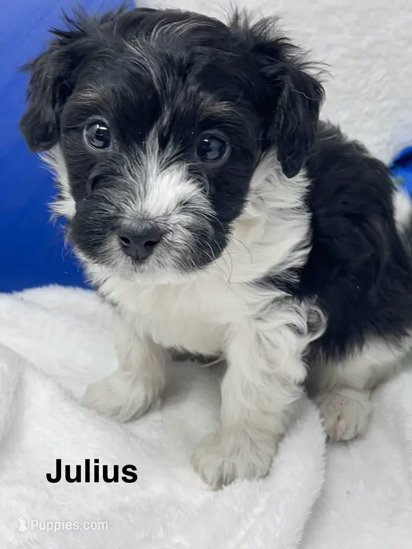 Julius