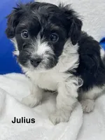 Julius, a male Papillon and Poodle - Miniature  for sale in Jefferson, OH – Photo 1 of 7