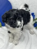 Julius, a male Papillon and Poodle - Miniature  for sale in Jefferson, OH – Photo 6 of 7