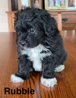 Rubble, a male Papillon and Poodle - Toy  for sale in Jefferson, OH – Photo 6 of 6