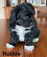 Rubble, a male Papillon and Poodle - Toy  for sale in Jefferson, OH – Photo 1 of 6
