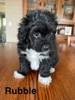 Rubble, a male Papillon and Poodle - Toy  for sale in Jefferson, OH – Photo 2 of 6