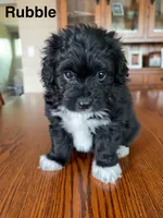 Rubble, a male Papillon and Poodle - Toy  for sale in Jefferson, OH – Photo 5 of 6