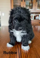 Rubble, a male Papillon and Poodle - Toy  for sale in Jefferson, OH – Photo 3 of 6
