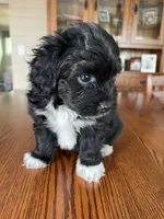 Rubble, a male Papillon and Poodle - Toy  for sale in Jefferson, OH – Photo 4 of 6