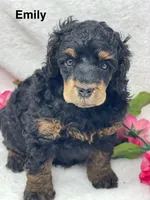 Emily, a female Poodle - Standard  for sale in Jefferson, OH – Photo 4 of 5