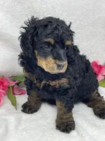 Emily, a female Poodle - Standard  for sale in Jefferson, OH – Photo 5 of 5
