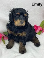 Emily, a female Poodle - Standard  for sale in Jefferson, OH – Photo 1 of 5