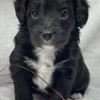 Joey, a male Papillon and Poodle - Miniature  for sale in Jefferson, OH – Photo 4 of 4