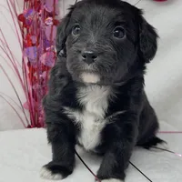 Joey, a male Papillon and Poodle - Miniature  for sale in Jefferson, OH – Photo 2 of 4