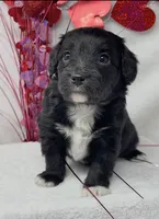 Joey, a male Papillon and Poodle - Miniature  for sale in Jefferson, OH – Photo 2 of 4