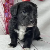 Joey, a male Papillon and Poodle - Miniature  for sale in Jefferson, OH – Photo 1 of 4