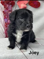 Joey, a male Papillon and Poodle - Miniature  for sale in Jefferson, OH – Photo 1 of 4