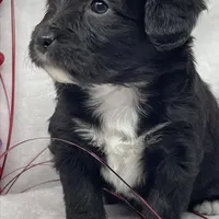 Joey, a male Papillon and Poodle - Miniature  for sale in Jefferson, OH – Photo 3 of 4