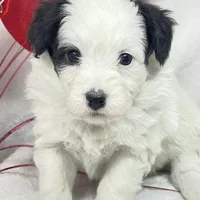 Rachel, a female Papillon and Poodle - Miniature  for sale in Jefferson, OH – Photo 3 of 5