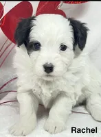 Rachel, a female Papillon and Poodle - Miniature  for sale in Jefferson, OH – Photo 3 of 5