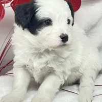 Rachel, a female Papillon and Poodle - Miniature  for sale in Jefferson, OH – Photo 5 of 5