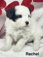 Rachel, a female Papillon and Poodle - Miniature  for sale in Jefferson, OH – Photo 5 of 5