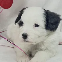 Rachel, a female Papillon and Poodle - Miniature  for sale in Jefferson, OH – Photo 1 of 5