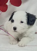 Rachel, a female Papillon and Poodle - Miniature  for sale in Jefferson, OH – Photo 1 of 5