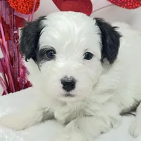 Rachel, a female Papillon and Poodle - Miniature  for sale in Jefferson, OH – Photo 2 of 5
