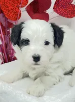 Rachel, a female Papillon and Poodle - Miniature  for sale in Jefferson, OH – Photo 2 of 5