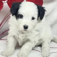 Rachel, a female Papillon and Poodle - Miniature  for sale in Jefferson, OH – Photo 4 of 5
