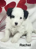 Rachel, a female Papillon and Poodle - Miniature  for sale in Jefferson, OH – Photo 4 of 5