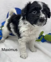 Maximus, a male Papillon and Poodle - Miniature  for sale in Jefferson, OH – Photo 2 of 6