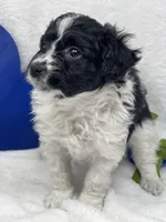 Maximus, a male Papillon and Poodle - Miniature  for sale in Jefferson, OH – Photo 5 of 6