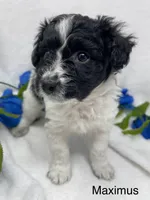 Maximus, a male Papillon and Poodle - Miniature  for sale in Jefferson, OH – Photo 3 of 6