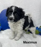 Maximus, a male Papillon and Poodle - Miniature  for sale in Jefferson, OH – Photo 4 of 6
