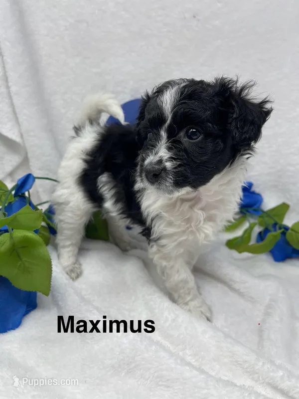 Maximus