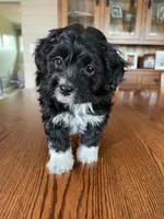 Chase, a male Papillon and Poodle - Toy  for sale in Jefferson, OH – Photo 3 of 6