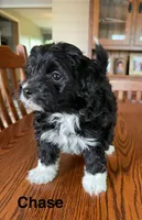 Chase, a male Papillon and Poodle - Toy  for sale in Jefferson, OH – Photo 5 of 6