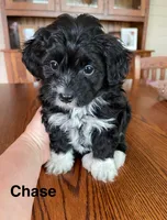 Chase, a male Papillon and Poodle - Toy  for sale in Jefferson, OH – Photo 2 of 6