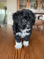 Chase, a male Papillon and Poodle - Toy  for sale in Jefferson, OH – Photo 1 of 6