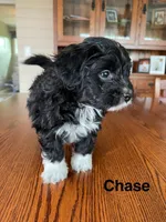 Chase, a male Papillon and Poodle - Toy  for sale in Jefferson, OH – Photo 6 of 6