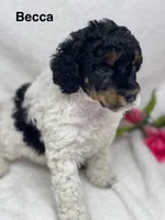 Becca, a female Poodle - Standard  for sale in Jefferson, OH – Photo 1 of 3