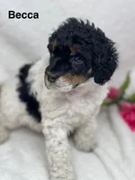 Becca, a female Poodle - Standard  for sale in Jefferson, OH – Photo 2 of 3