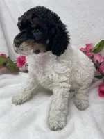 Becca, a female Poodle - Standard  for sale in Jefferson, OH – Photo 3 of 3