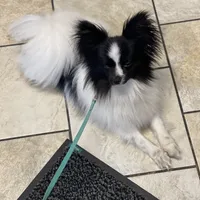 Hanzo, a male Papillon for sale in Jefferson, OH – Photo 4 of 7
