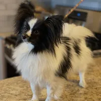 Hanzo, a male Papillon for sale in Jefferson, OH – Photo 3 of 7