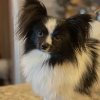 Hanzo, a male Papillon for sale in Jefferson, OH – Photo 1 of 7