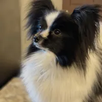 Hanzo, a male Papillon for sale in Jefferson, OH – Photo 2 of 7