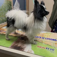 Hanzo, a male Papillon for sale in Jefferson, OH – Photo 5 of 7